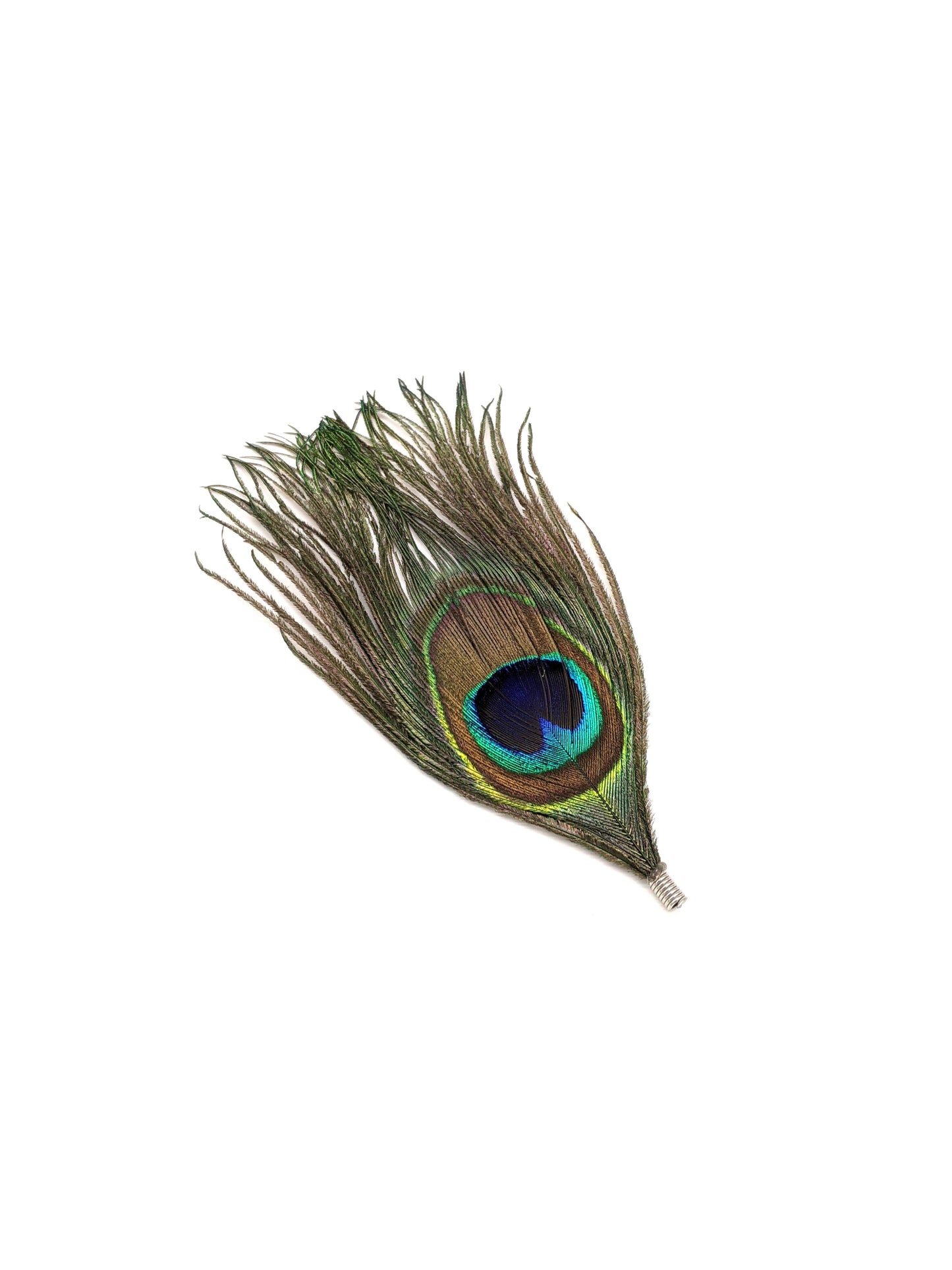 Peacock Feather - small