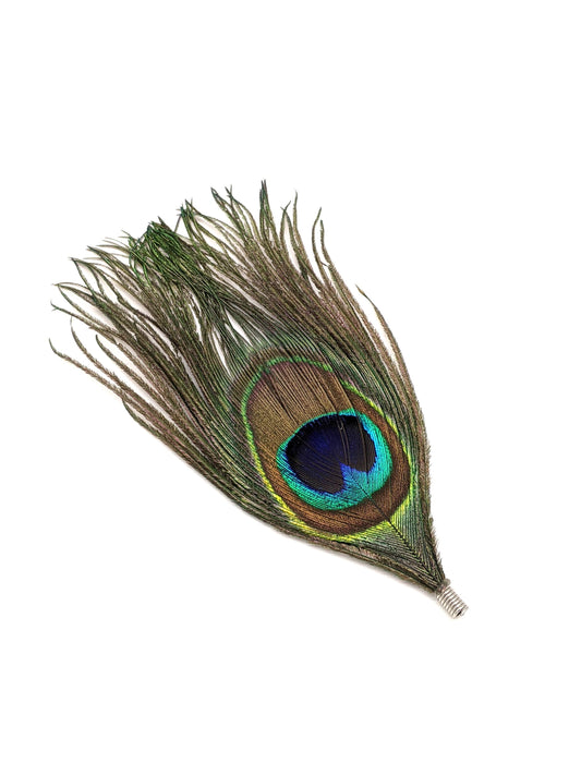 Peacock Feather